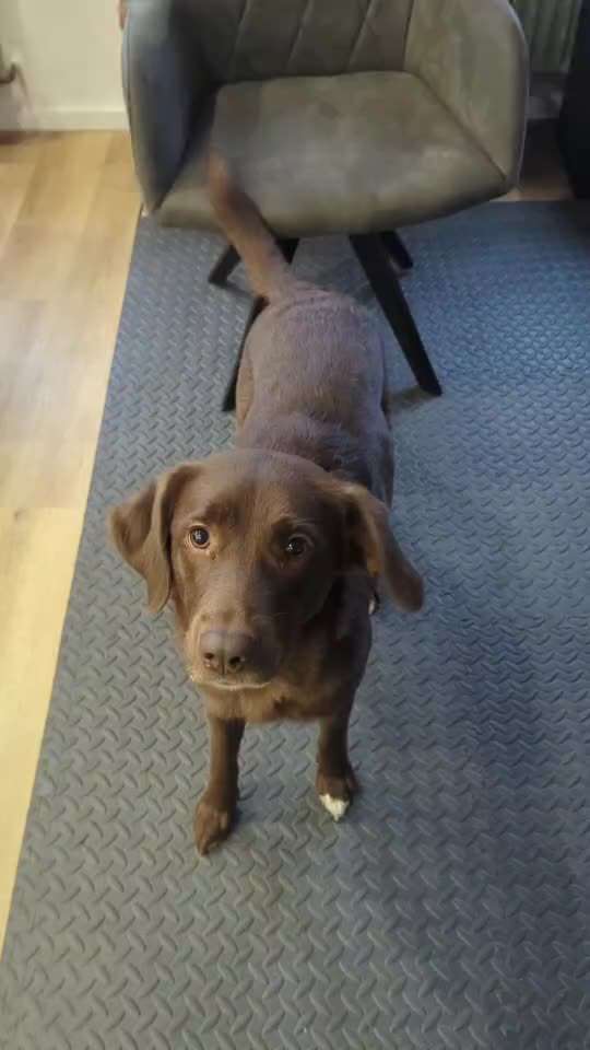 65. Gemeinsames Tricktraining: Rückwärts auf Gegenstand-Beitrag-Bild