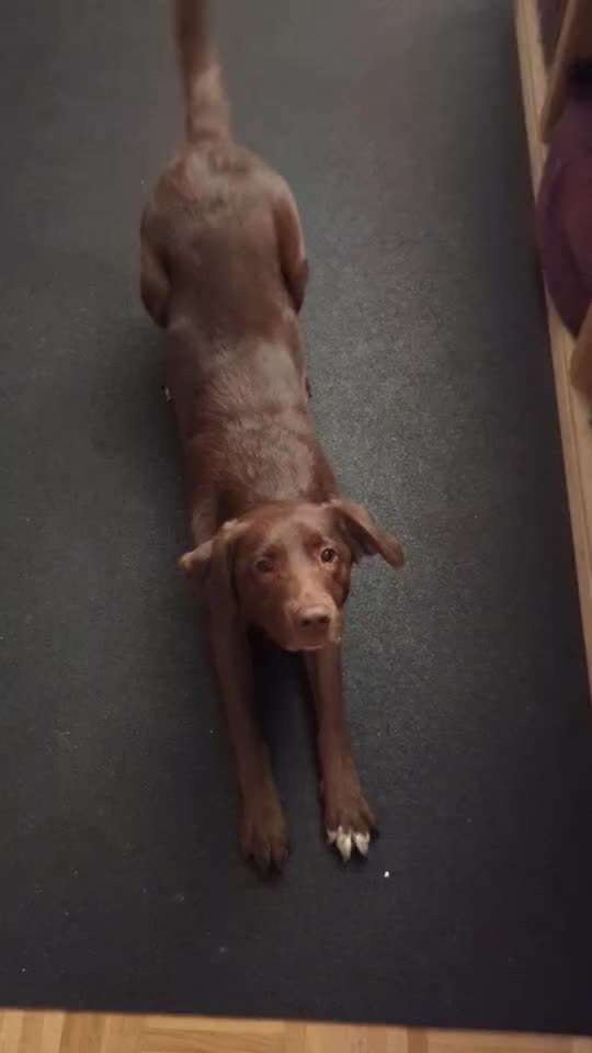 46. Tricktraining Rolle-Beitrag-Bild