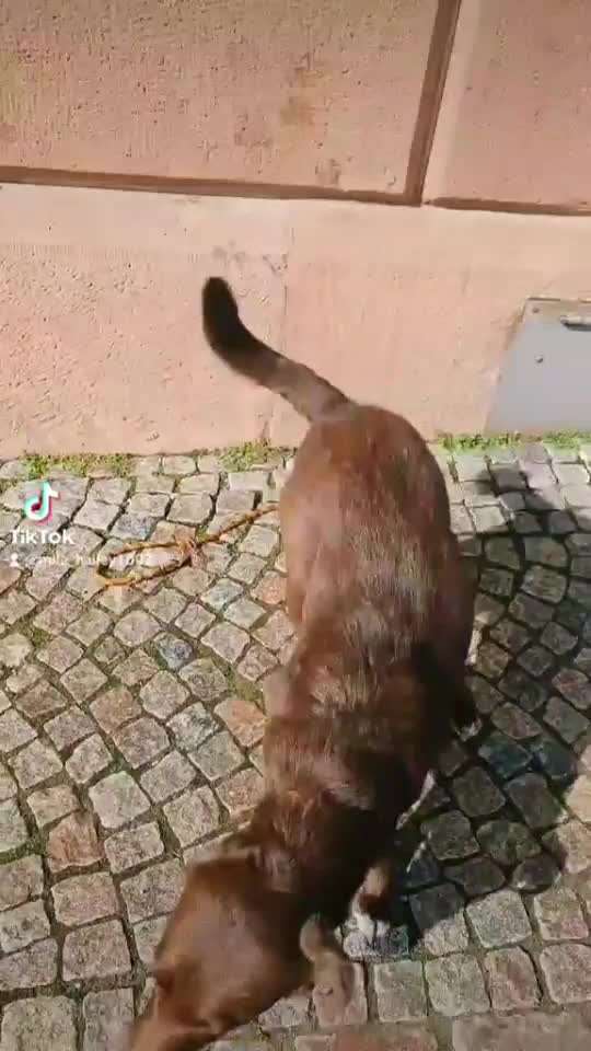 TRICK CHALLENGE NUMMER 30 " ZURÜCK "-Beitrag-Bild