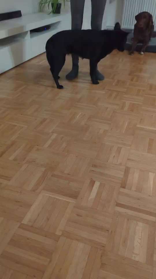 30. Impulskontrollübung: Ich trag dich auf Händen-Beitrag-Bild