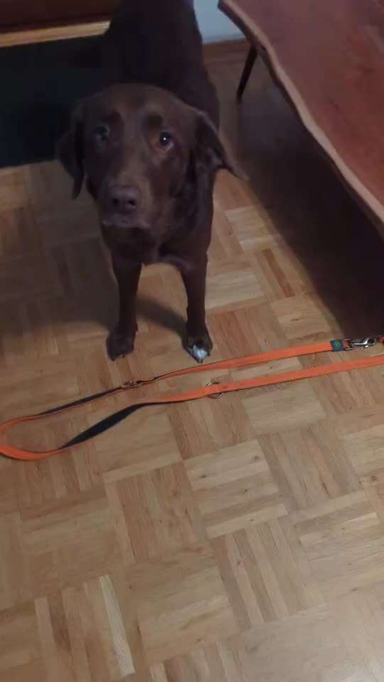 Trickchallenge - ich packe meinen 6. Koffer-Beitrag-Bild