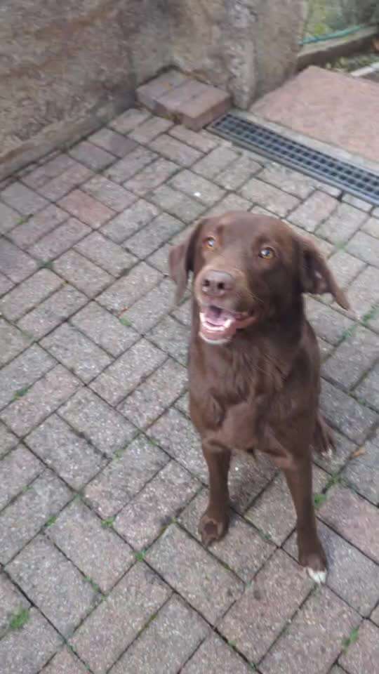 62. gemeinsames Trick Training / Challenge: bouncen-Beitrag-Bild