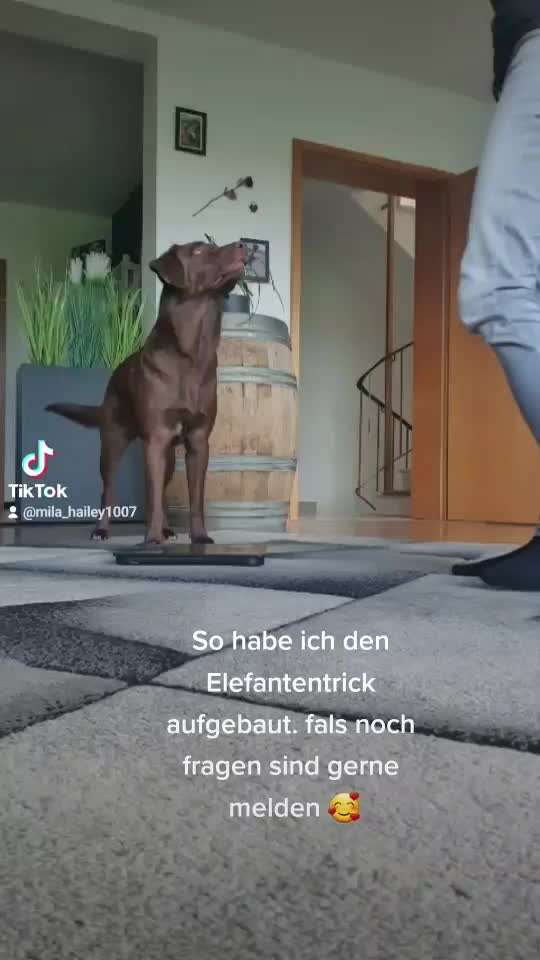 Trick Challenge 24 ,,Elefantentrick"-Beitrag-Bild