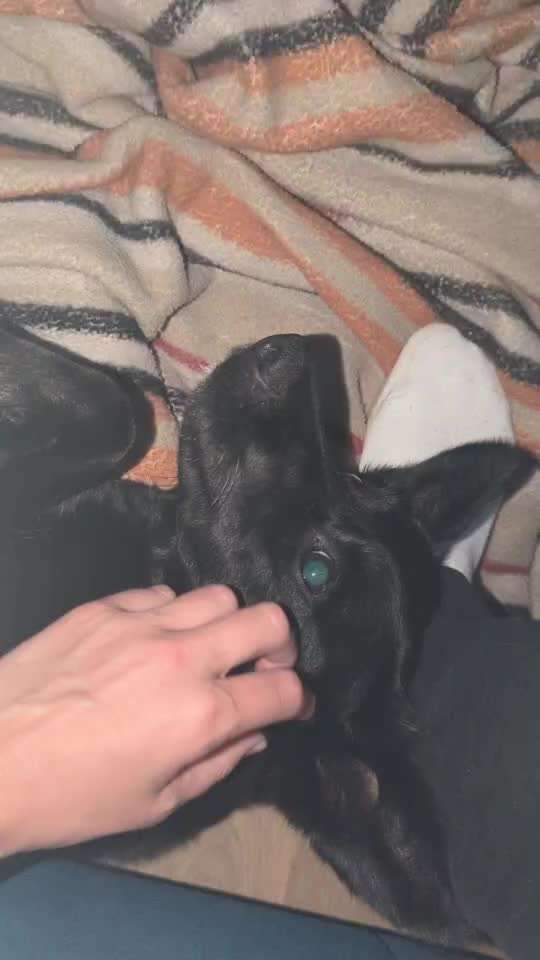 36. Impulskontrollübung-Beitrag-Bild