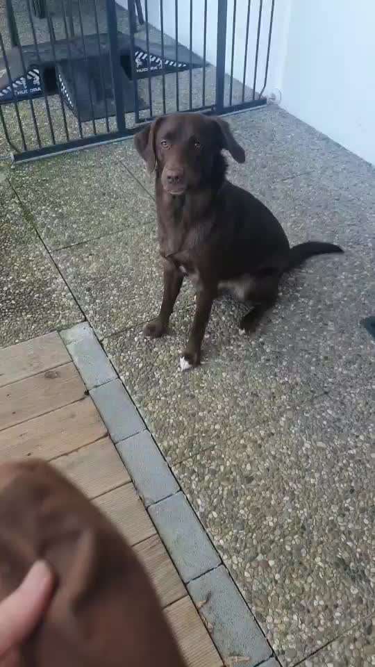 Impulskontrolle Challenge NR .4.           STOP/STEH/ WARTE-Beitrag-Bild