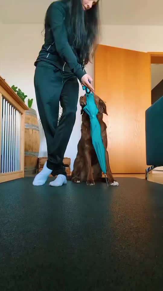 52. Gemeinsames Tricktraining: Umarmen-Beitrag-Bild