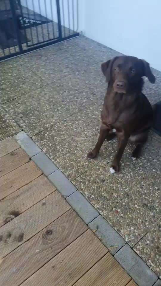 Impulskontrolle Challenge NR .4.           STOP/STEH/ WARTE-Beitrag-Bild