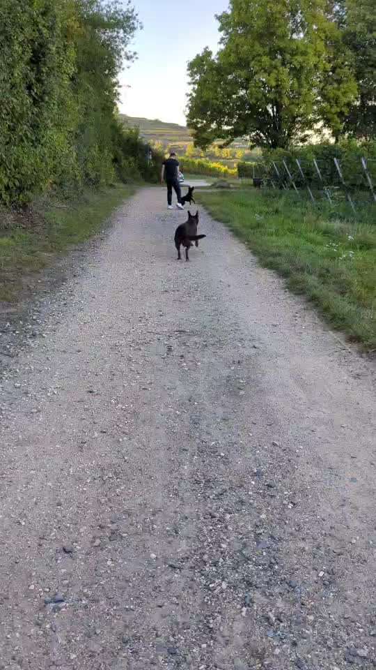 Rückruf aus dem (Weg)Laufen-Beitrag-Bild