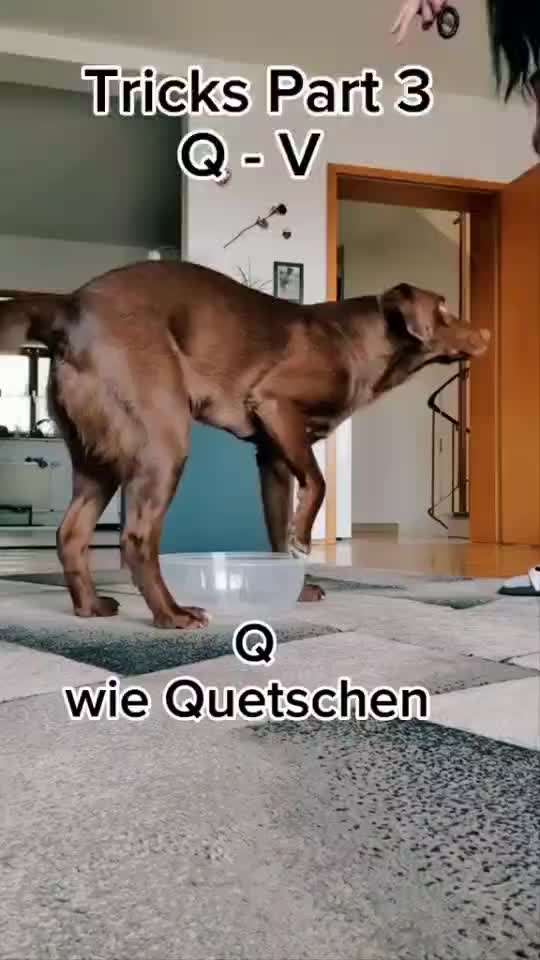71. Gemeinsames Tricktraining: in etwas reinspringen-Beitrag-Bild