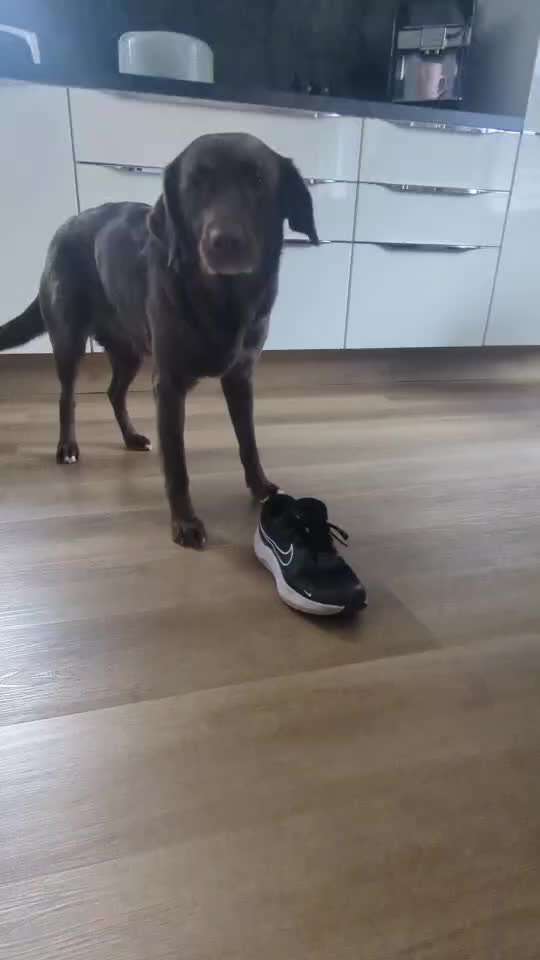 Trickchallenge Nr. 85   ,,Schau rein,,-Beitrag-Bild