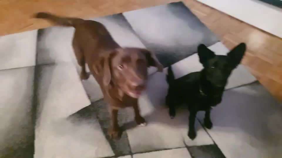 Trickdogging-Beitrag-Bild