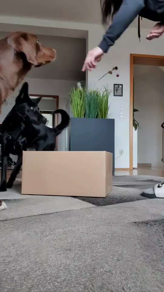 Trick-Challenge Nr.26 Quetschen-Beitrag-Bild