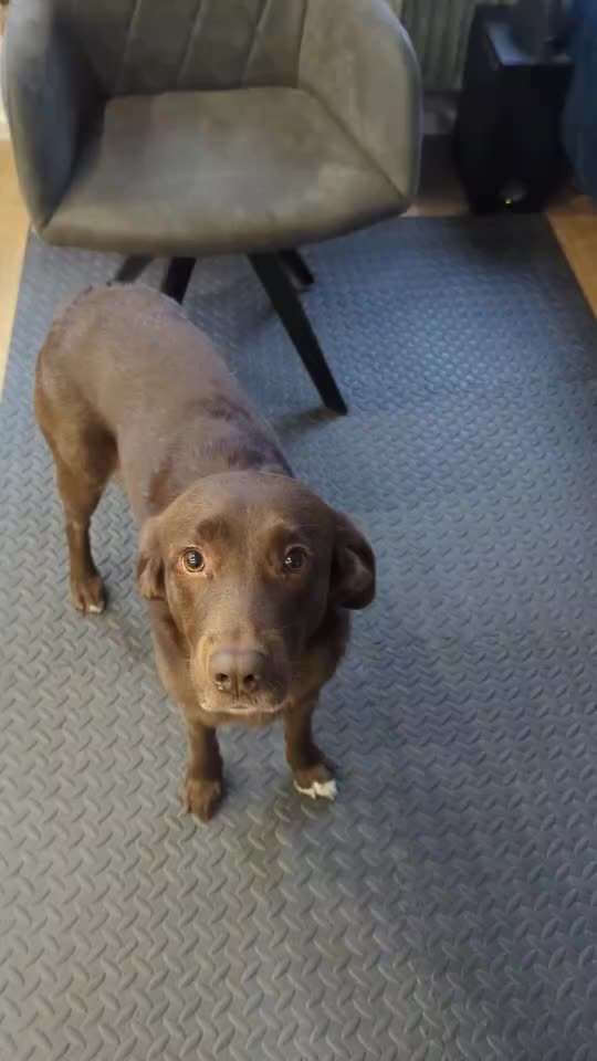 65. Gemeinsames Tricktraining: Rückwärts auf Gegenstand-Beitrag-Bild