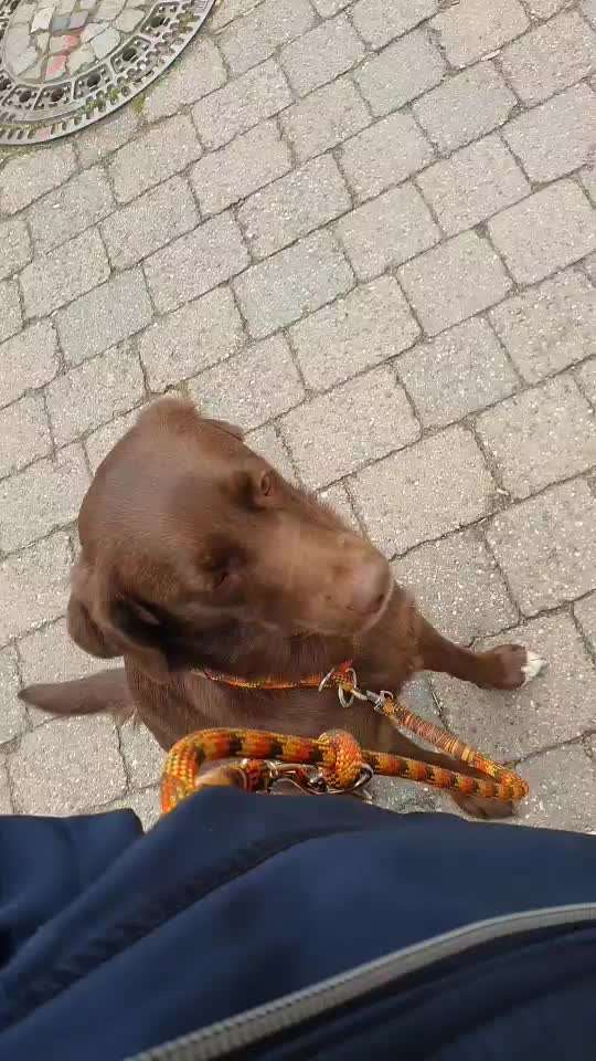 Impulskontrolle Challenge Nr . 6: ohne Befehle-Beitrag-Bild