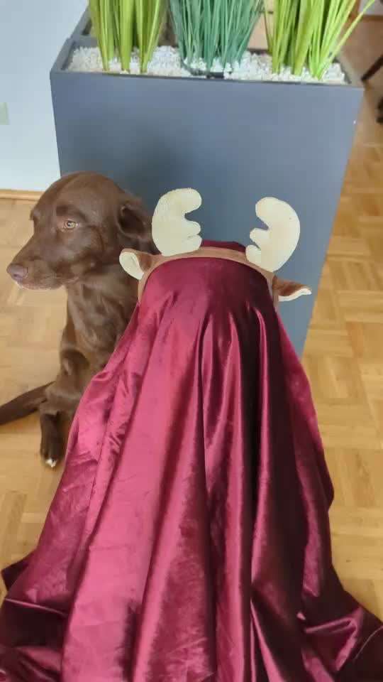 Trick Adventskalender-Beitrag-Bild