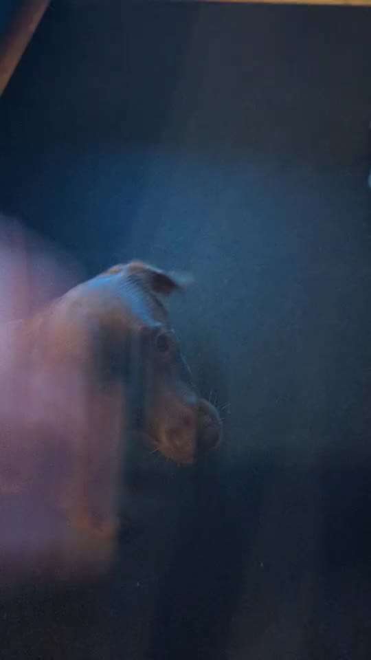 45. Tricktraining - Apportieren-Beitrag-Bild