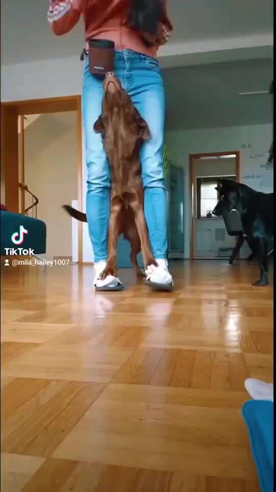 37. Trick-Challenge: Pinguin-Lauf-Beitrag-Bild
