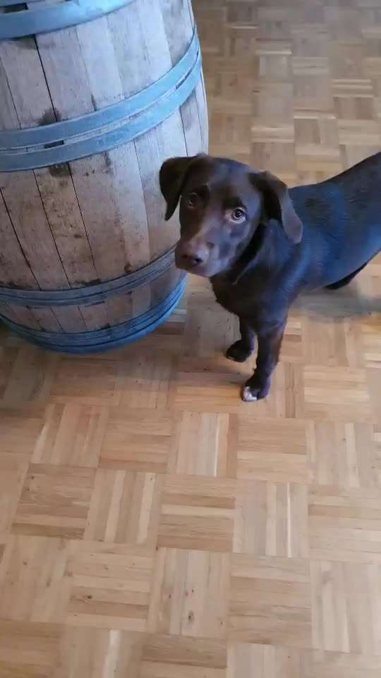 Trickdogging-Beitrag-Bild