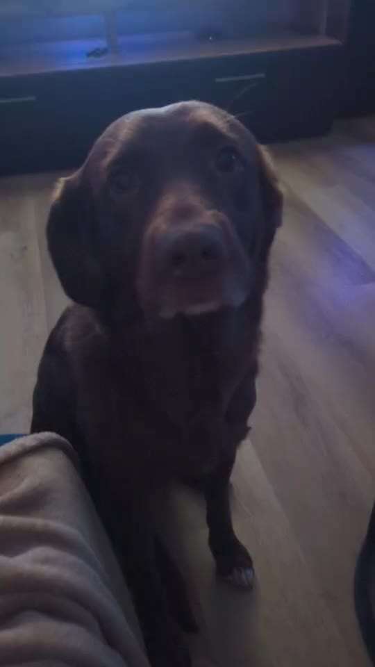 Impulskontrollübung 68: Etwas auf dem Kopf/Schnauze Balancieren-Beitrag-Bild