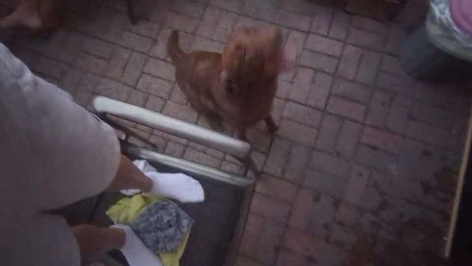 56. Gemeinsames Tricktraining : einein Gegenstand  ruckwärts umrunden-Beitrag-Bild