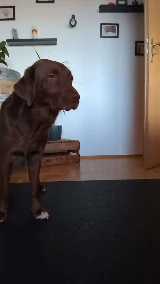 41.Gemeinsames Tricktraining Humpel/ auf drei beine laufen-Beitrag-Bild