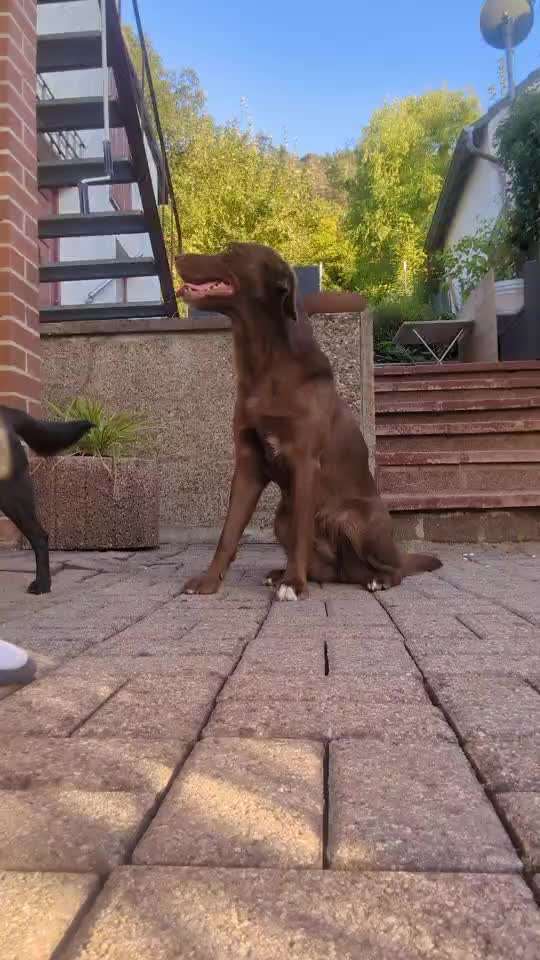 57. Gemeinsames Trick Training: High 5 und High 10-Beitrag-Bild