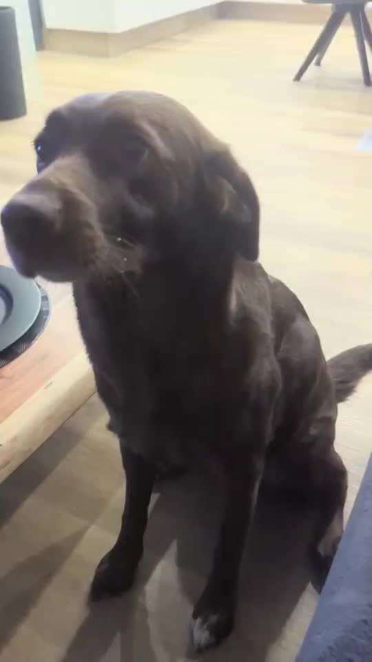 Impulskontrollübung 68: Etwas auf dem Kopf/Schnauze Balancieren-Beitrag-Bild