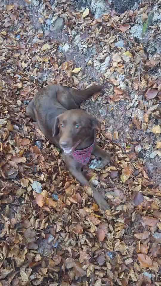 43. Impulskontrollchallenge: Decke deinen Hund zu und er muss liegenbleiben-Beitrag-Bild