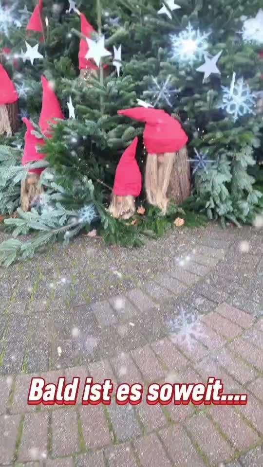 Action-Fun Hund- Aventskalender-Beitrag-Bild