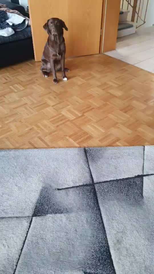 Impulskontrolle-Challenge Nr. 2: Vorbei laufen-Beitrag-Bild