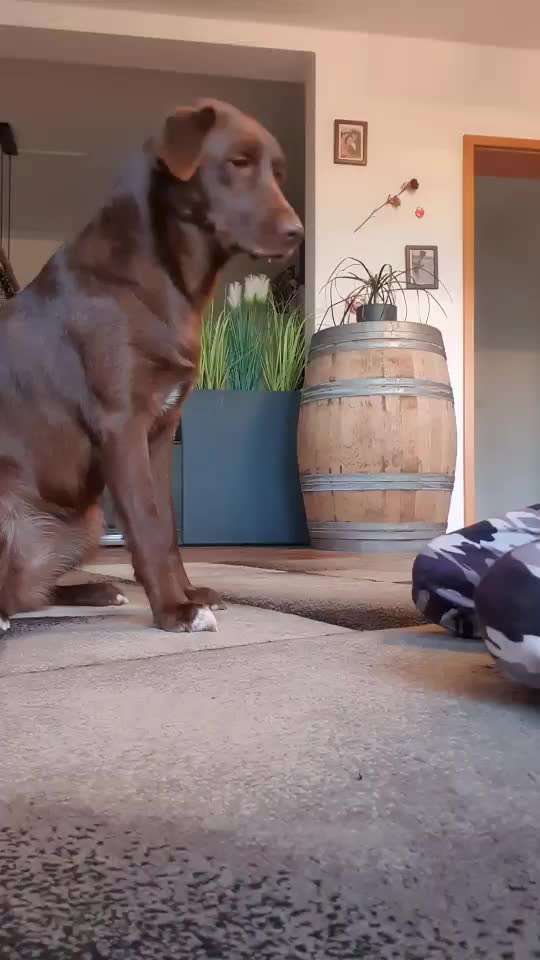 Impulskontrolle-Challenge Nr. 1: 10 Leckerli Spiel-Beitrag-Bild