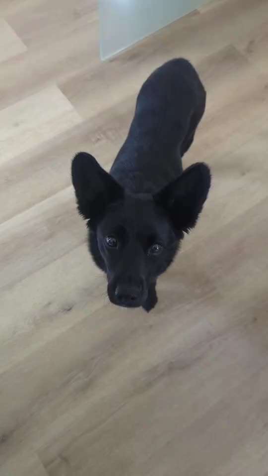 Trick Spiel - Koffer packen -der 22.-Beitrag-Bild