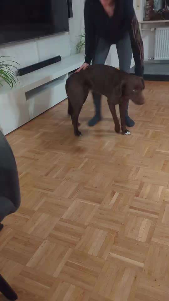 30. Impulskontrollübung: Ich trag dich auf Händen-Beitrag-Bild