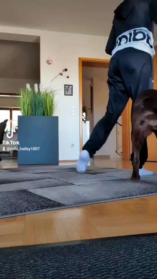 Trick Challenge Nr. 28: Slalom rückwärts-Beitrag-Bild