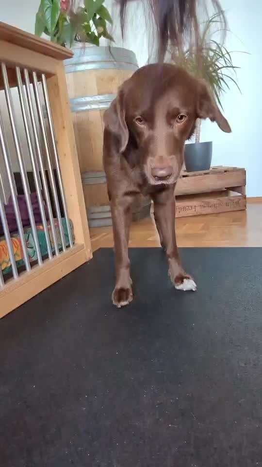 41.Gemeinsames Tricktraining Humpel/ auf drei beine laufen-Beitrag-Bild