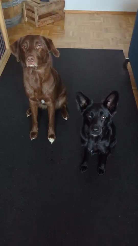 Trick Spiel - Koffer Packen - der 12.-Beitrag-Bild