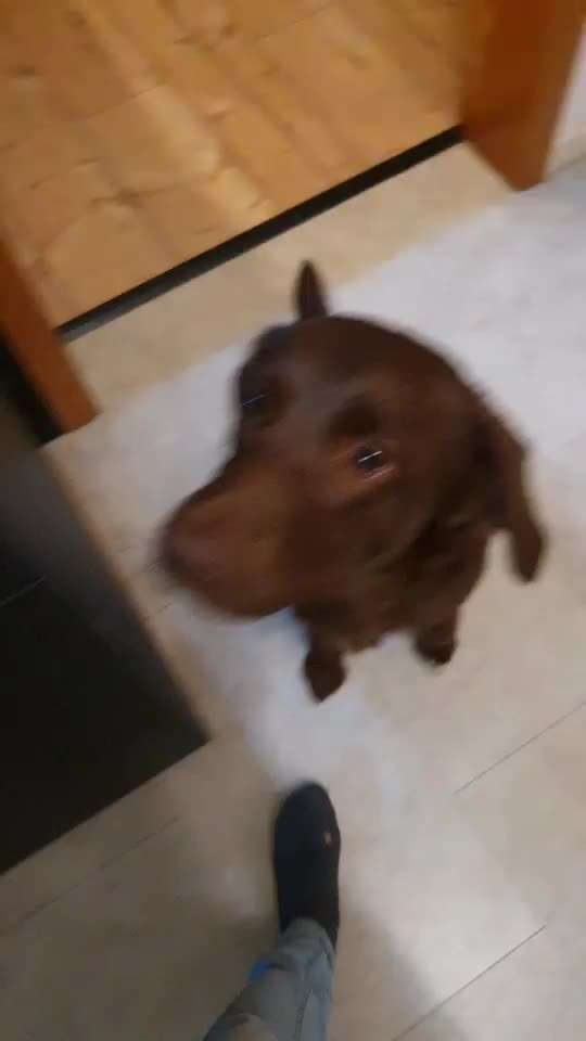 Impulskontrolle Challenge Nr . 6: ohne Befehle-Beitrag-Bild