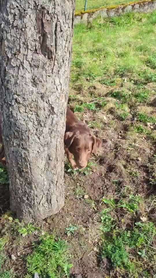 50. Gemeinsames Tricktraining: Wange an einen Gegenstand-Beitrag-Bild