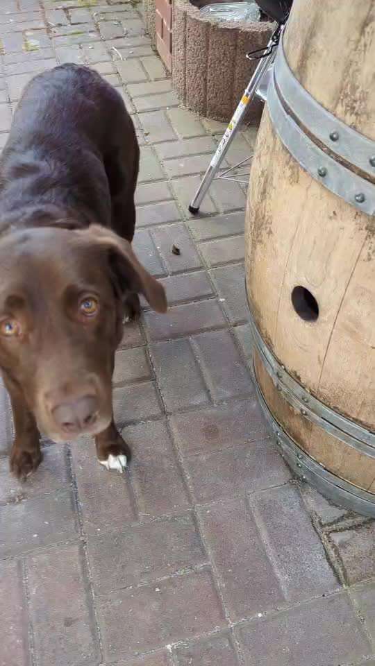 50. Gemeinsames Tricktraining: Wange an einen Gegenstand-Beitrag-Bild