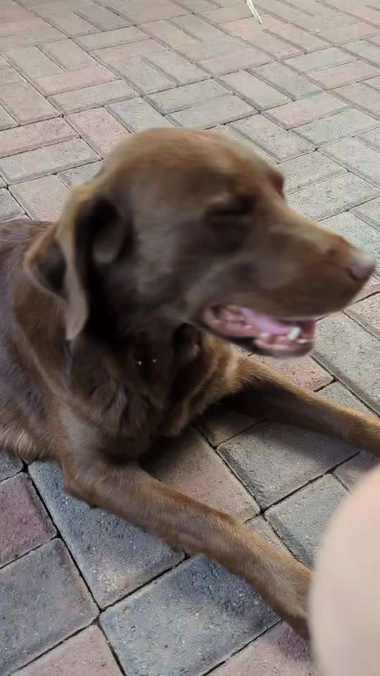 36. Impulskontrollübung-Beitrag-Bild