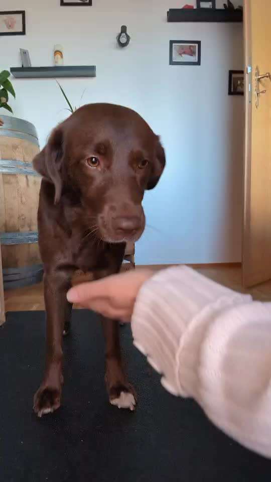 41.Gemeinsames Tricktraining Humpel/ auf drei beine laufen-Beitrag-Bild