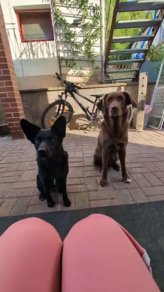 74. Trick-Übung "Leckerli schnappen"-Beitrag-Bild