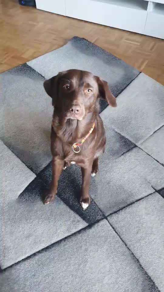 Impulskontrolle-Challenge Nr. 1: 10 Leckerli Spiel-Beitrag-Bild