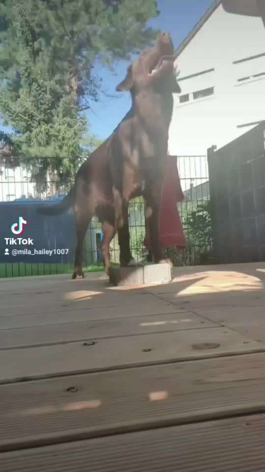 Trickdogging-Beitrag-Bild