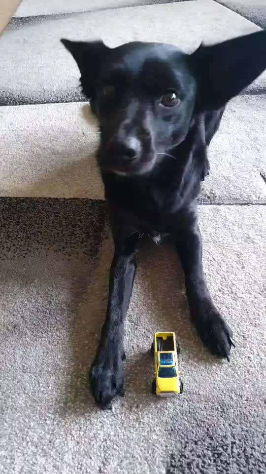 Trick Challenge Nr. 21 Treibball-Beitrag-Bild