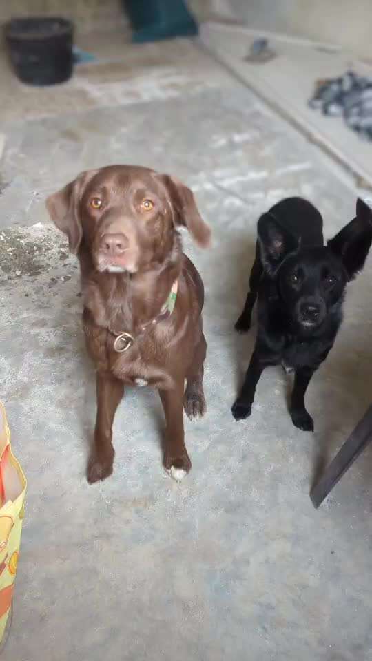 52. Gemeinsames Tricktraining: Umarmen-Beitrag-Bild