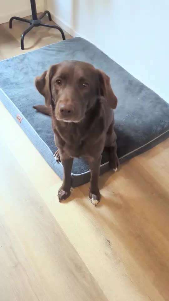 51. Gemeinsames Tricktraining: der Ja-Sager-Beitrag-Bild