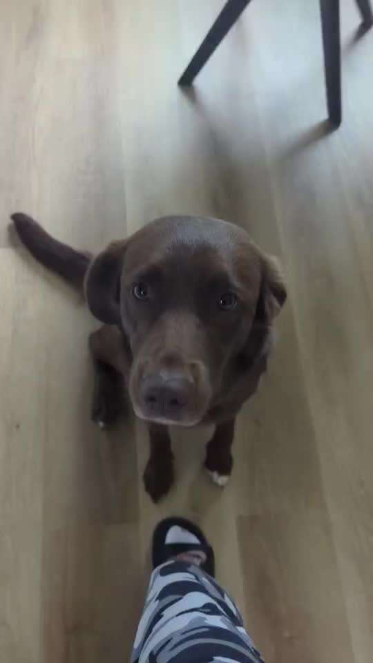 52. Gemeinsames Tricktraining: Umarmen-Beitrag-Bild