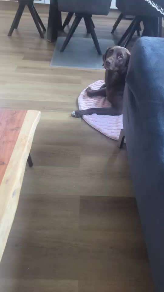 Nr.65 Impulskontrolltraining: Direkt drauf zu-Beitrag-Bild