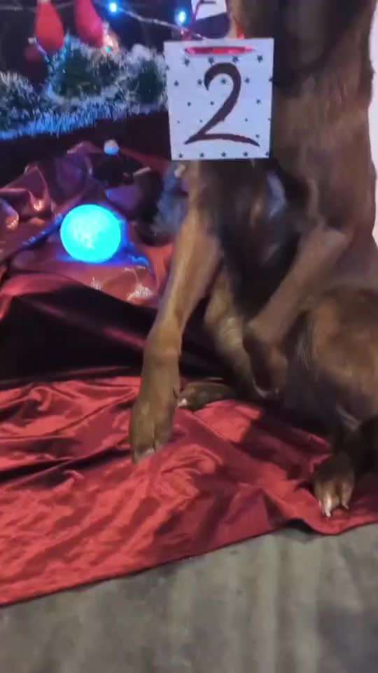 Action-Fun Hund- Aventskalender-Beitrag-Bild